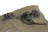 Three Onnia Trilobite Fossils - Blekos, Morocco #312764-3